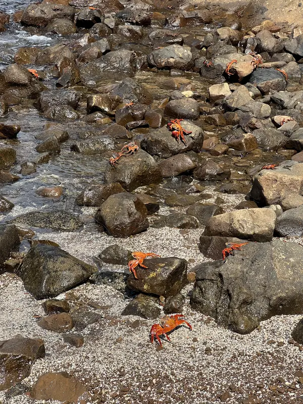 Crabes des Galapagos
